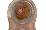 Polished Devil's Red Agate Pair - TeePee Canyon, South Dakota #373408-2